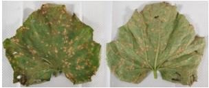Cucumber Downy Mildew Confirmed In North Carolina And South Carolina